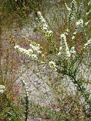adenostoma fasciculatum